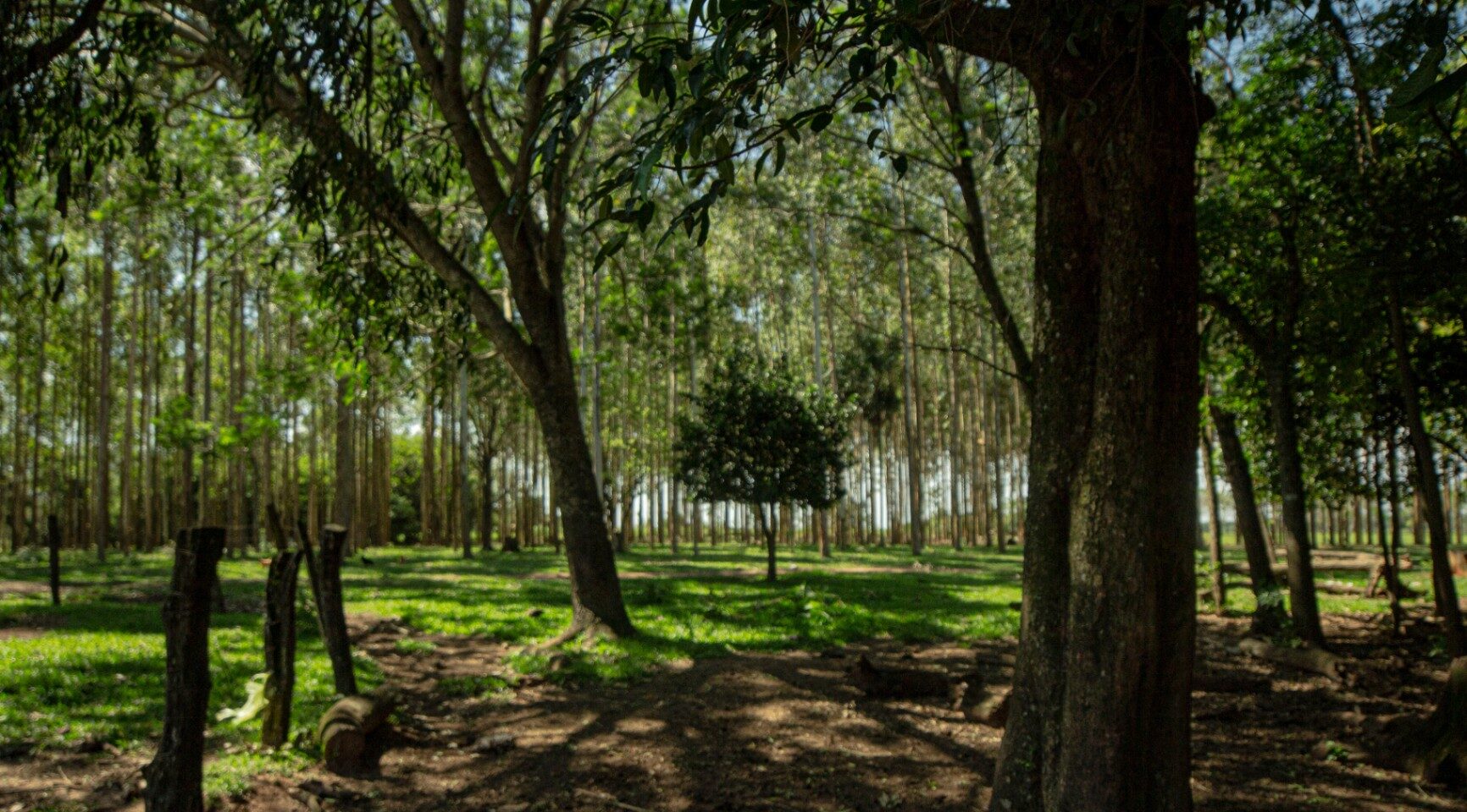 Infona reporta avance del sector forestal con más ventas y más plantaciones